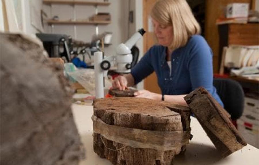 Researcher in the tree ring lab