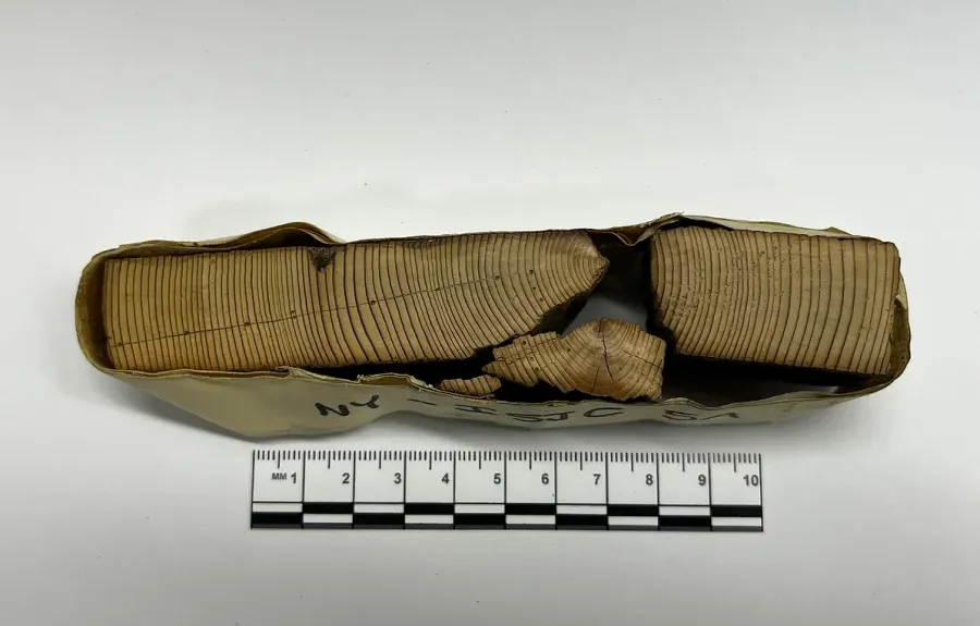 dendrochronology sample
