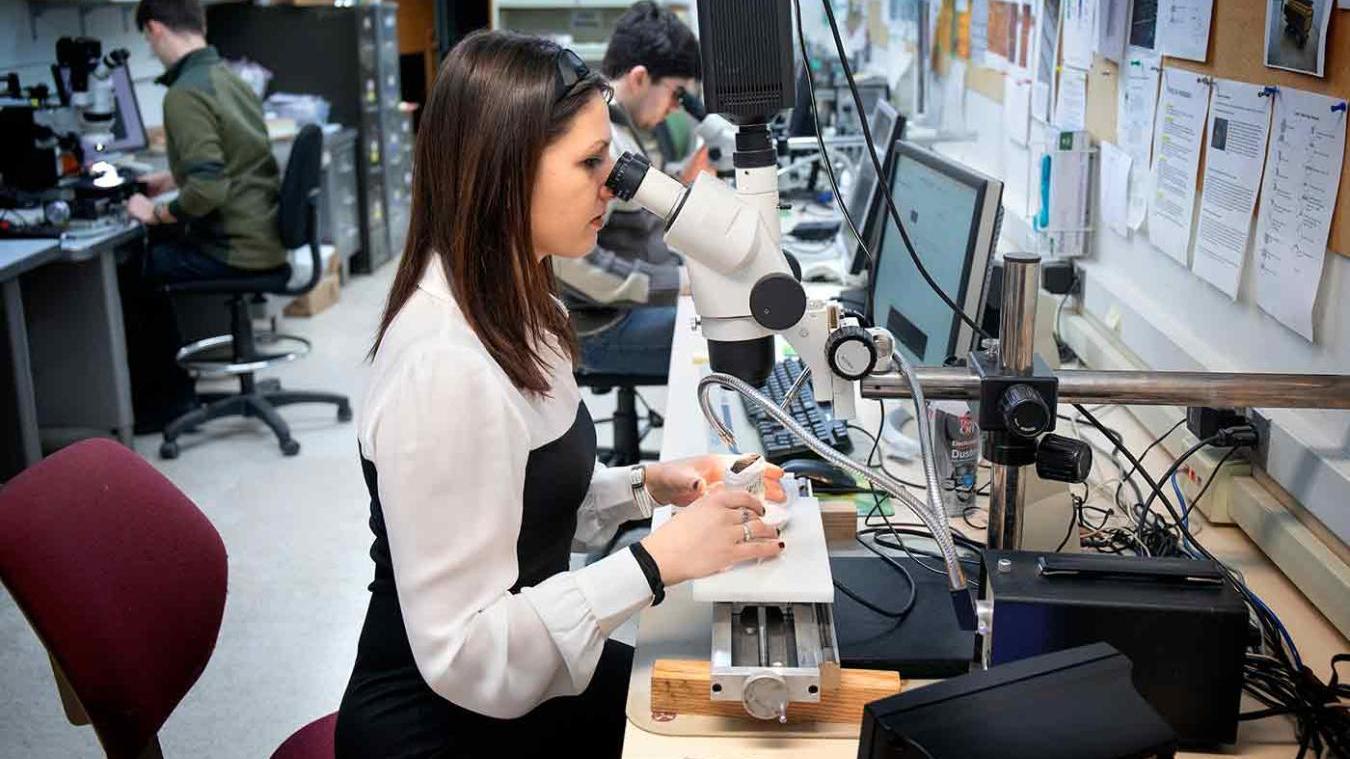 Researchers in the tree ring lab