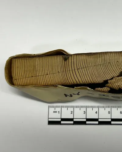 dendrochronology sample
